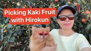 First Harvest ng Kaki Fruit with my buddy Hirokun the smart dog 😍 [upl. by Aceissej720]