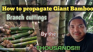 How to propagateroot the Giant Bamboo cuttings by the thousandsGiant Bamboo Nursery of Bukidnon [upl. by Etnoek]