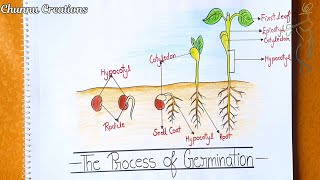 Draw the process of germination of seeds how to draw seed germination step by step easy [upl. by Rusty934]