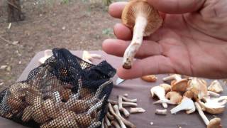 RINGLESS HONEY MUSHROOM  4  Armillaria tabescens Armillariella tabescens  10292016 [upl. by Nawram]