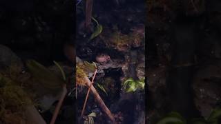 Whites Tree Frog croaking amphibian bioactiveterrarium terrarium bioactive [upl. by Anomar]