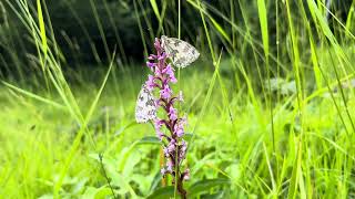 Grote muggenorchis Gymnadenia conopsea met Dambordjes Melanargia galathea [upl. by Durware]