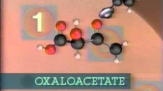 cellular respiration pt 4 the krebs cycle [upl. by Rosita546]