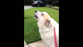 Great Pyrenees quotBrucequot Howling [upl. by Pinkham]