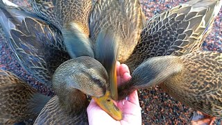 Another 7 Headed Hydra 4K Mallard Duck Ducklings [upl. by Zebe65]