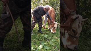 Esnaflıktan köy hayatına dertsiz kasibetsizshortvideoanimalsorduinekreelskeşfetviralvideocow [upl. by Trevethick]