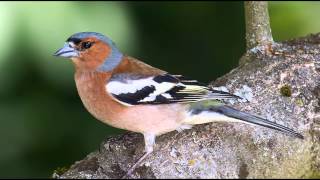 Nature Sounds  Chaffinch Singing In The Forest [upl. by Elinor]