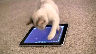 iPad Game for Cats The Worlds Greatest Video Game for cats not humans [upl. by Einahpts]