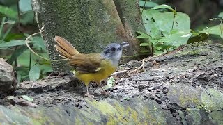 Babblers and Bulbuls in Malaysia [upl. by Alra]