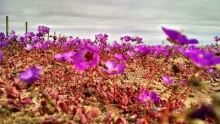 Чили пустыня Атакама розовые цветы  Chilean Atacama Desert covered pink flowers [upl. by Rew683]