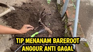 CARA MUDAH MENANAM BAREROOT ANGGUR ANTI GAGAL [upl. by Nason899]