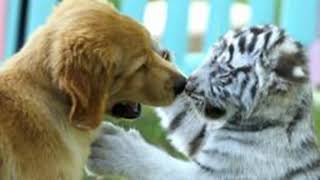 Las Tiernas Fotografías De Tres Cachorros De Tigre León Y Perro Jugando Juntos [upl. by Olshausen]