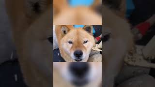 Meet the Hokkaido  The Oldest Japanese Dog Breed [upl. by Idnyl]