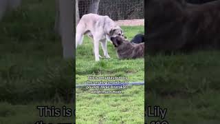 How Anatolian Shepherds take predators down [upl. by Johnette]