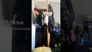 Overwhelmed furry furry furries fursuit viral tiktok fyp shorts antizoo [upl. by Schellens959]