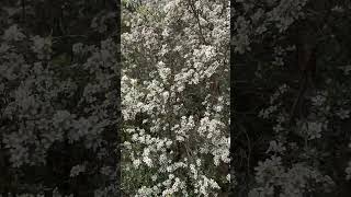 Tea trees Leptospermum sp in full bloom 3 Oct 2024 [upl. by Esinehs]