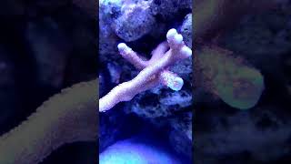 Montipora digitata time lapse [upl. by Ateuqirne]