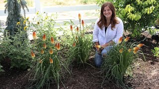 Planting Pyromania Hot and Cold Kniphofia 🧡🌿 Garden Answer [upl. by Bonnice]