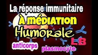 Le mécanisme de la réponse immunitaire spécifique à médiation humorale [upl. by Ylla]