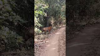 This morning bajirao male 🐯 rukhad buffer tiger shorts shortvideo close encounters 😱9131161090 [upl. by Sessilu]