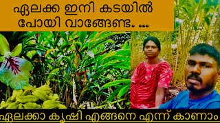 Cardamon ഏലം കൃഷി ഏലം കൃഷി കണ്ടിട്ടുണ്ടോ elamcardamom elamkrishiidukki [upl. by Kelcey]