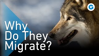 We Went Wandering With the Wolves  Extra Long Wildlife Documentary [upl. by Hgieloj911]