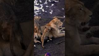 Cute Cubs Playing with Mom😍 animals zoo shortsfeed viralvideo [upl. by Pry]