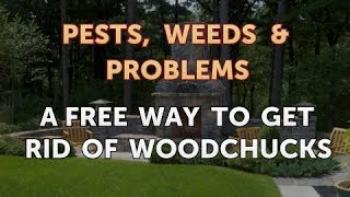 Geico Woodchucks Parody [upl. by Amihsat850]