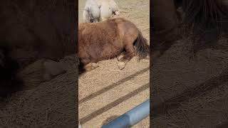 Beautiful Shetland Pony Poni Shetland At Sugarplum Zoo [upl. by Aniakudo203]