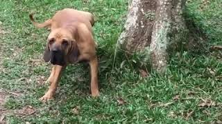 Cão de guarda Fila Brasileiro [upl. by Chong]