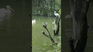 Anhinga Bird travel birds forest fastechey [upl. by Nisotawulo411]