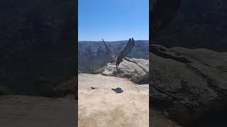 Slowmotion of the Cinereous Vulture quotGerêsquot released in Portugal [upl. by Shantee]