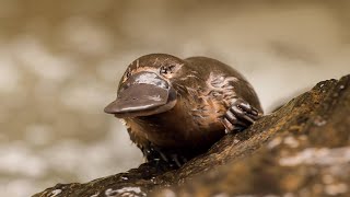 Monotremes Egg Laying Mammals of Action [upl. by Fleck]