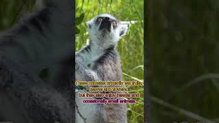 Now you Know part 6 animalfacts mindblowingfacts animals didyouknow nowyouknow lemur [upl. by Ellerehs]