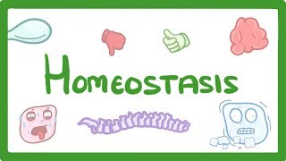 GCSE Biology  Homeostasis 54 [upl. by Signe]