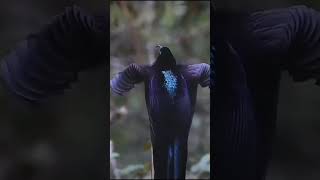 How beautiful birds look like clip 32 Black sicklebill birds beautiful viral [upl. by Sinnelg]