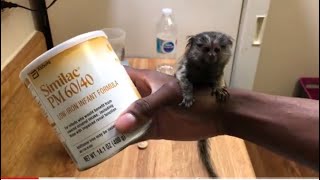 How To Prepare A Bottle For A Baby Marmoset Monkey [upl. by Lara590]