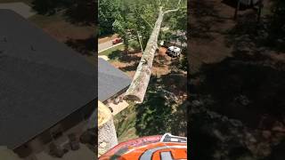 100ft Poplar Tree Gone in 60 Seconds treework treeremoval treeclimbing husqvarna gopro shorts [upl. by Htebazle]