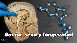 Sueño sexo y longevidad el poder de la melatonina [upl. by Oremo57]