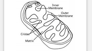 How to draw mitochondriamitochondria sketch easy way to draw mitochondria pencil sketchjawad [upl. by Oniratac]