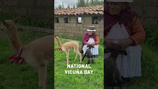 Its National Vicuña Day 🇵🇪🦙 [upl. by Nidya]