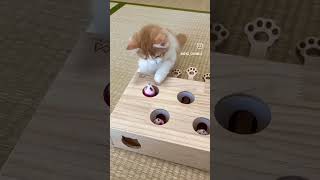 “Cats are connoisseurs of comfort” – James Herriotyoutubeshorts youtube shortvideo shortviral [upl. by Iem437]