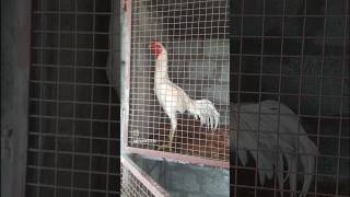 MTM Roosters mtmroosters roostercollection roo [upl. by Gibe756]