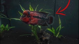 I BOUGHT a FLOWERHORN [upl. by Eenad]