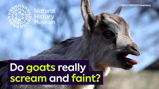 Do goats really scream and faint  Surprising Science [upl. by Delastre]