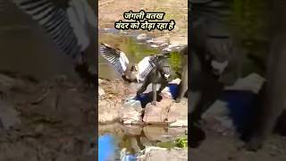 the duck vs baboons animals shortvideo [upl. by Penoyer]