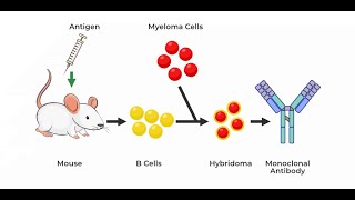 The Power of Monoclonal Antibodies  Exploring Uses and Advantages [upl. by Mccormick]