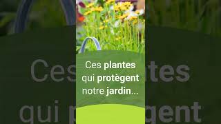 Tagète  plante utile au jardin 🌱 [upl. by Cob676]