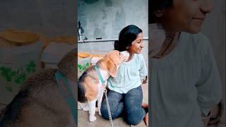 Malayalam Beagle puppy funny video shortsfeed viralvideo shortsvideo funny comedy beagle [upl. by Gnep]