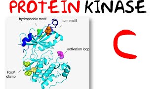 Protein kinase c pathway [upl. by Anirda]